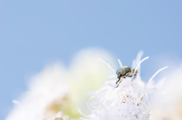 Sväva flugor på vita blommor växter — Stockfoto