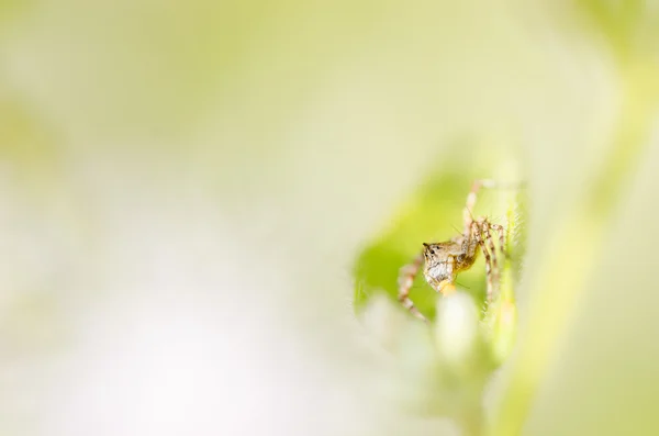 Spider in the nature — Stock Photo, Image