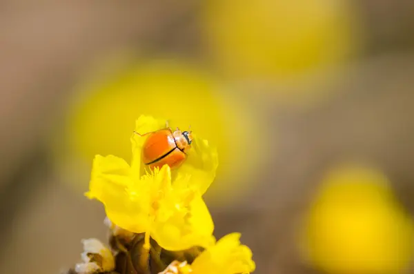 Sarı çiçek bitki üzerinde küçük uğur böceği — Stok fotoğraf
