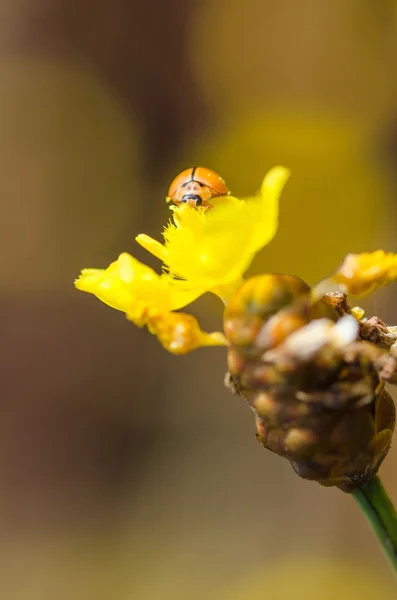 Malá Beruška na žlutý květ rostlin — Stock fotografie