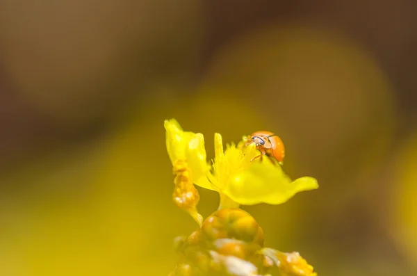 Pequena joaninha na planta flor amarela — Fotografia de Stock