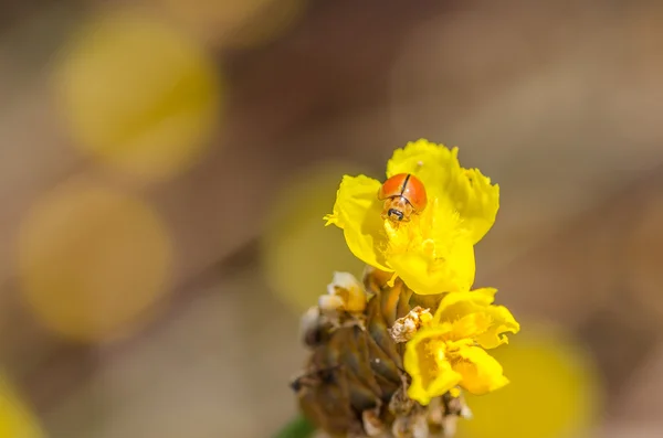 Little ladybug on the yellow flower plant — Stock Photo, Image