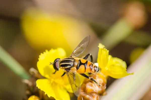 Blomma filer i naturen — Stockfoto