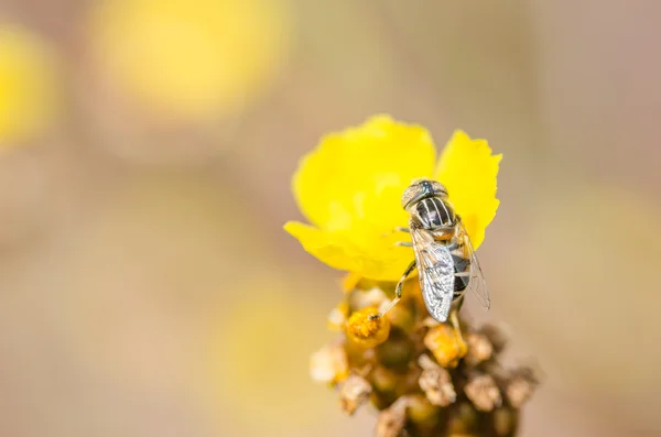 Blomma filer i naturen — Stockfoto