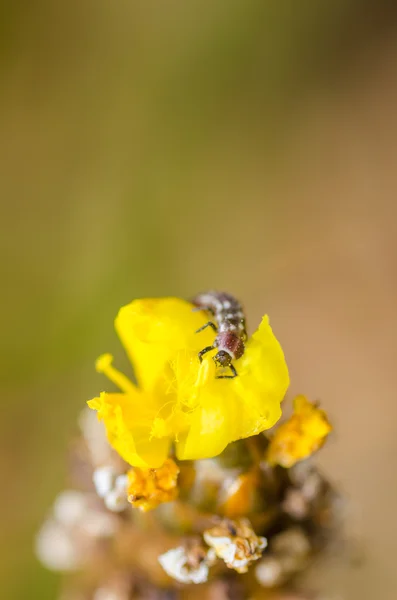 Beruška larva na žluté květině — Stock fotografie