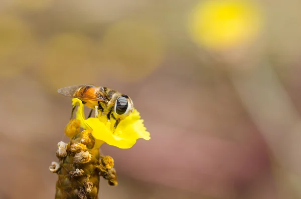 Flower files in the nature — Stock Photo, Image