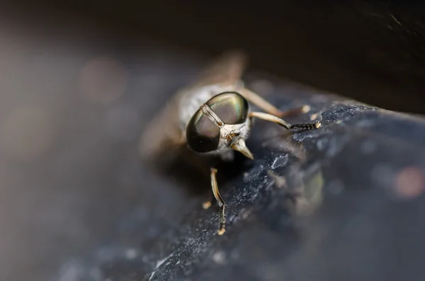 Mosca do cavalo — Fotografia de Stock