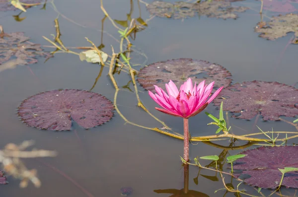 Roze lotus blossoms in de vijver — Stockfoto