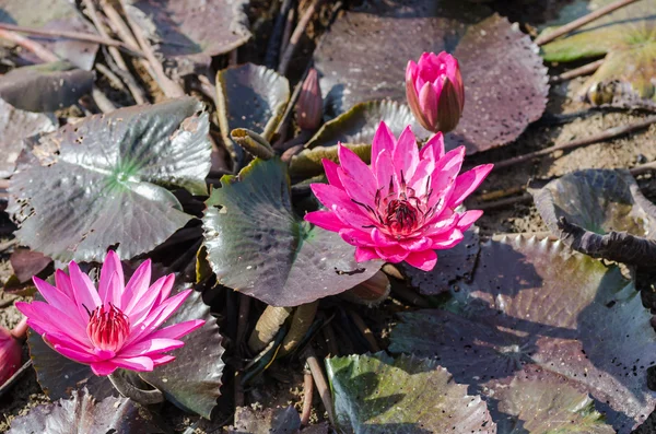 Pink lotus blossoms in the pond — Stock Photo, Image