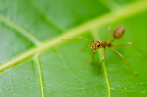 Czerwone mrówki na liściu — Zdjęcie stockowe