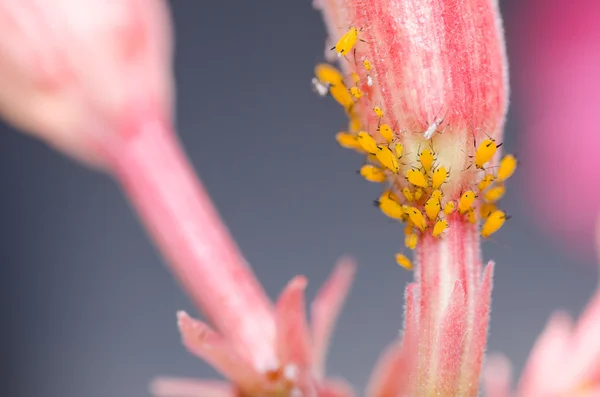 Mszyce na kwiat — Zdjęcie stockowe