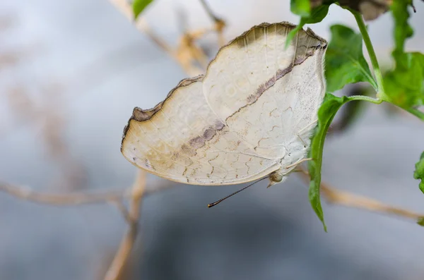 Doğal kahverengi kelebek — Stok fotoğraf