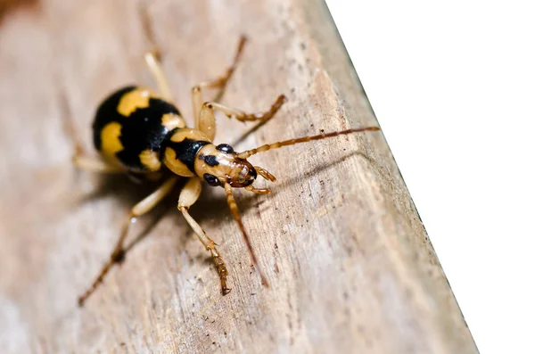 Brown bug on wood isolated — Stock Photo, Image