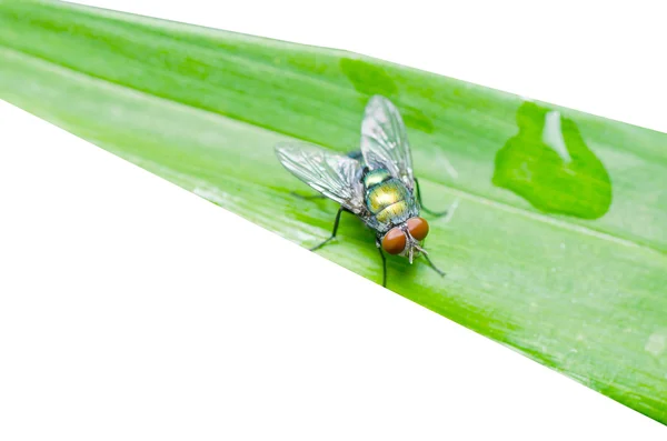 Vliegen op blad geïsoleerd — Stockfoto