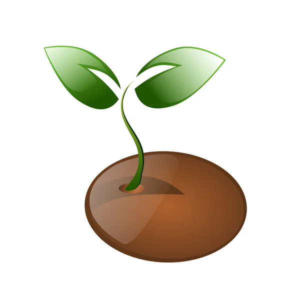Little plant and seed isolated — Stock Vector