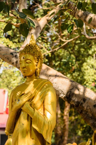 Buda antiguo —  Fotos de Stock