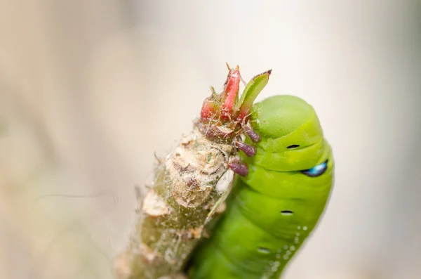 Groene worm met bladeren — Stockfoto