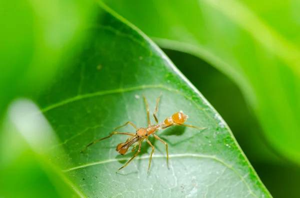 Ameisenspinne - Männchen — Stockfoto