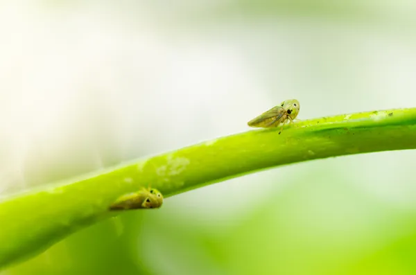 Pulgões na flor — Fotografia de Stock