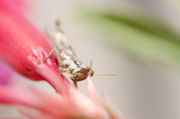 Grasshopper en flor — Foto de Stock