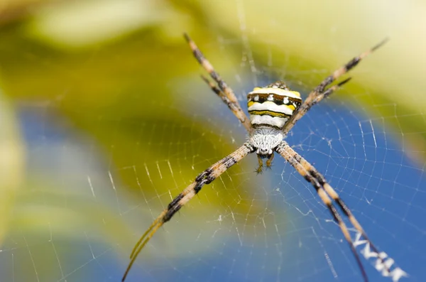 クモと網 — ストック写真