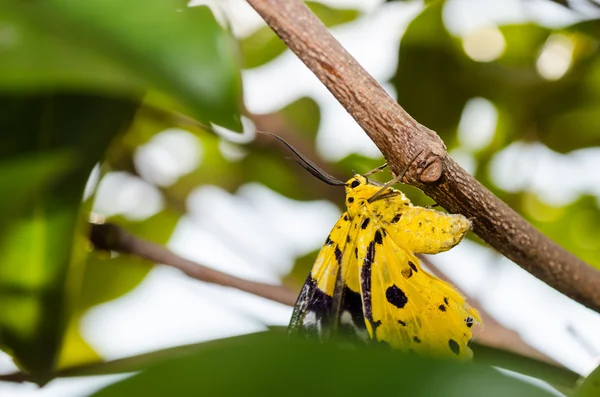 Polilla amarilla — Foto de Stock