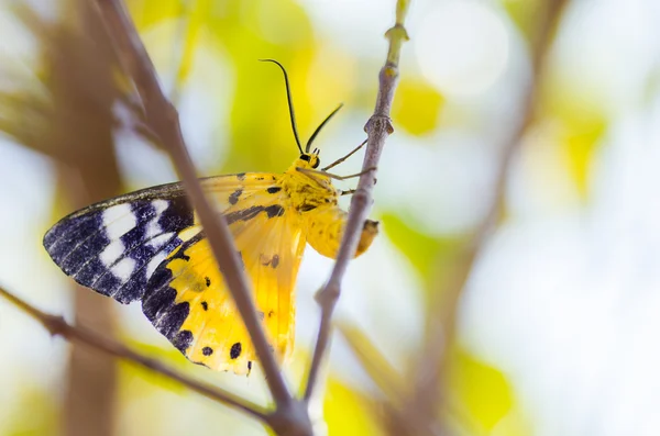 Yellow moth — Stock Photo, Image