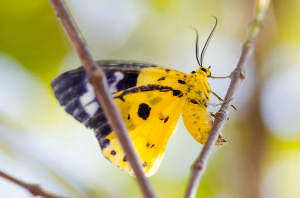 黄色の蛾 — ストック写真