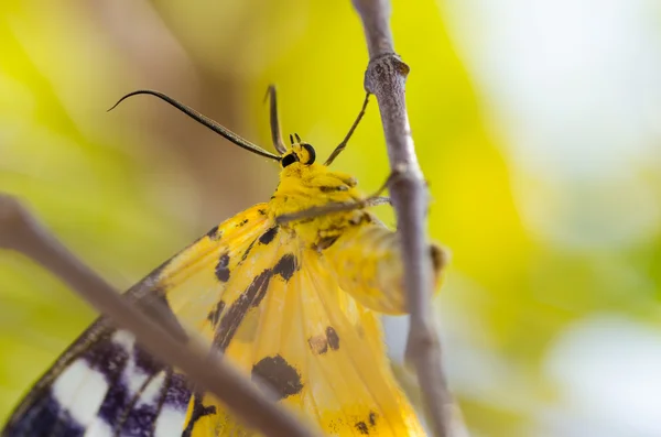 Yellow moth — Stock Photo, Image