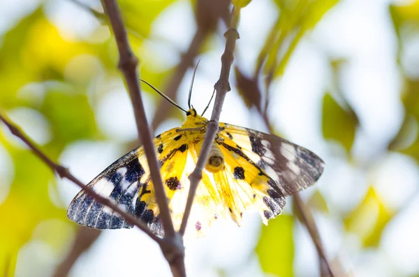 Polilla amarilla —  Fotos de Stock