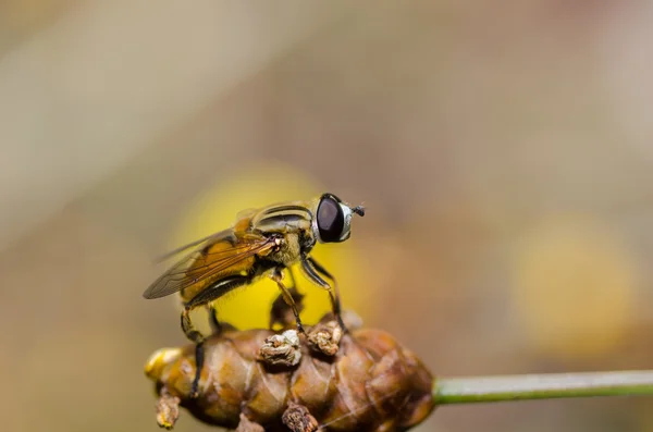Hoverfly na planta — Fotografia de Stock