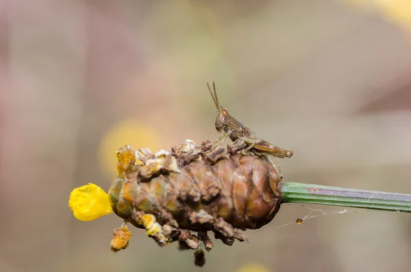 Grasshopper en planta —  Fotos de Stock