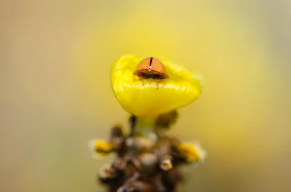 Sarı çiçek bitki üzerinde küçük uğur böceği — Stok fotoğraf