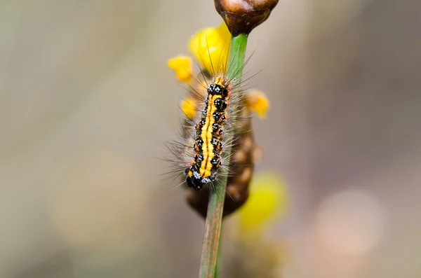 Gelb und schwarz gefleckter Wurm — Stockfoto