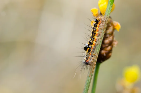 Żółty i czarny robak Orlik — Zdjęcie stockowe