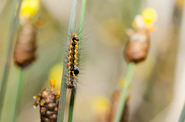 Gelb und schwarz gefleckter Wurm — Stockfoto