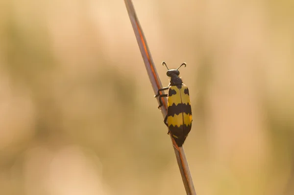 Schwarz gefleckter gelber Käfer — Stockfoto