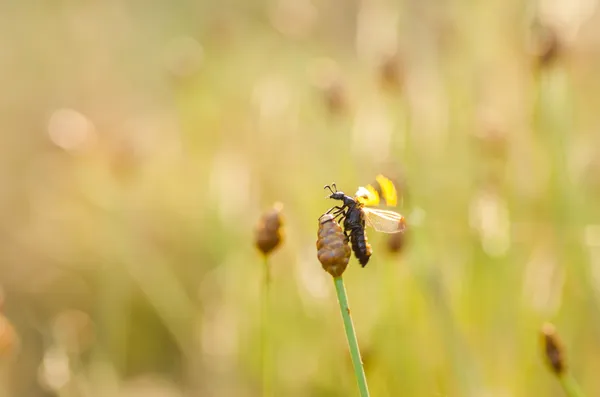 Escarabajo amarillo manchado negro — Foto de Stock