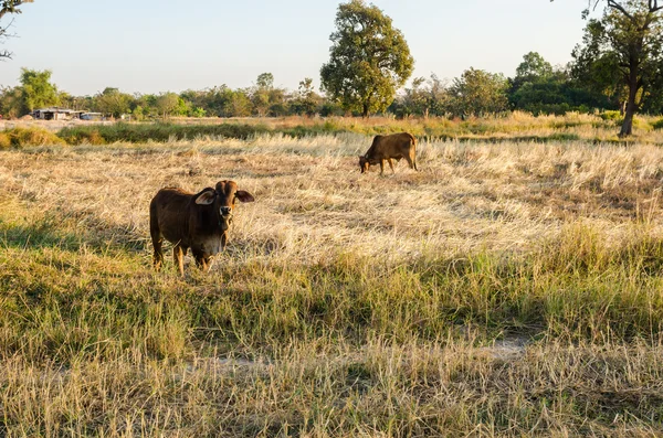Vacca in campo — Foto Stock