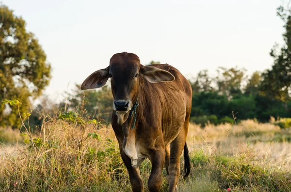 Vacca in campo — Foto Stock