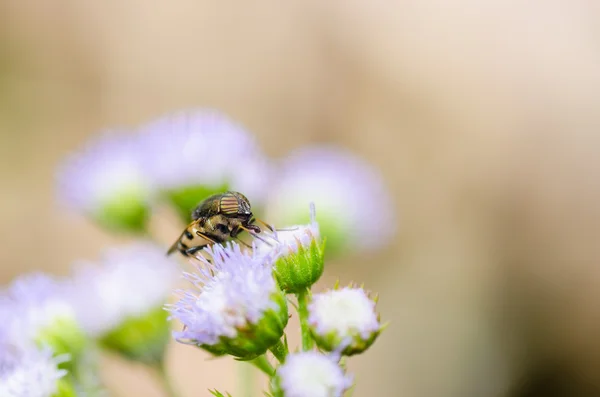 doğada hoverfly