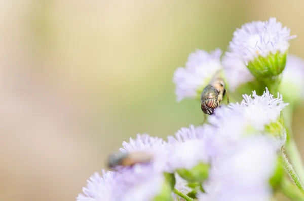 Hoverfly w naturze — Zdjęcie stockowe