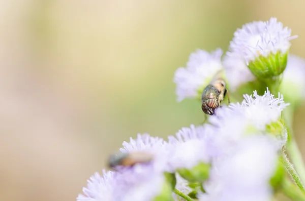 在性质上 hoverfly — 图库照片