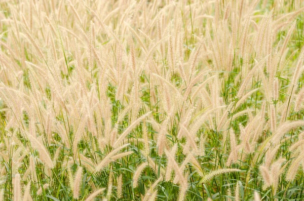 Amerikan kırsal üzerinde siloları