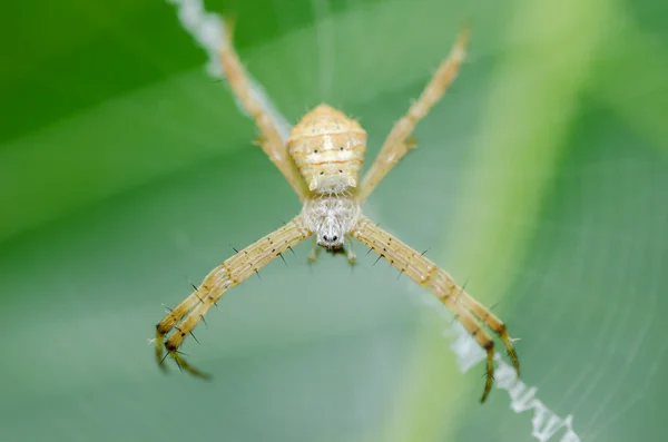 Wolf spider in the nature — Stock Photo, Image