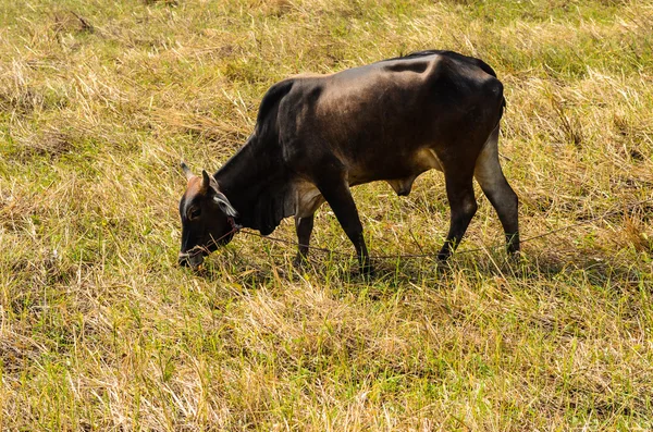 Çimenlerin üzerinde inek — Stok fotoğraf