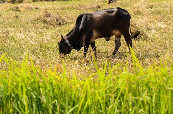 Mucca sull'erba — Foto Stock