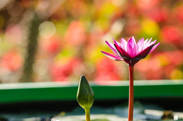 Lotus ou nénuphar — Photo