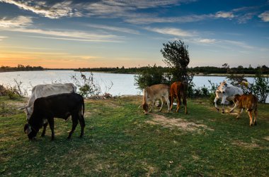 çimenlerin üzerinde inek