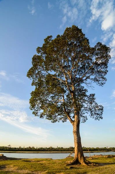 Mark träd och himmel — Stockfoto